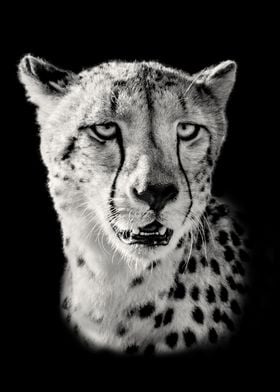 Cheetah Portrait Close Up