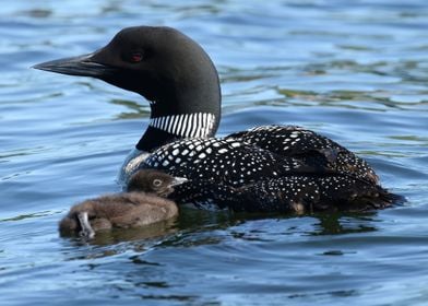 Baby loon and mom