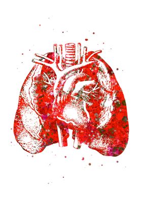 Lung and Heart Red