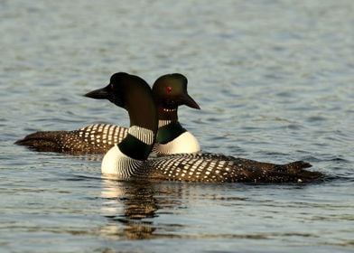 Adult loons