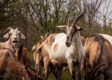 Goats animal photo