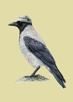 Hooded crow