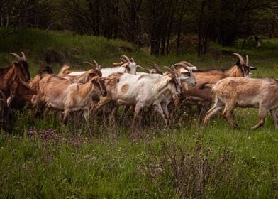 Goats animal photo