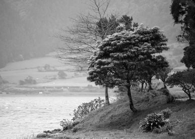 Trees by the lake