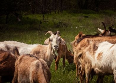 Goats animal photo