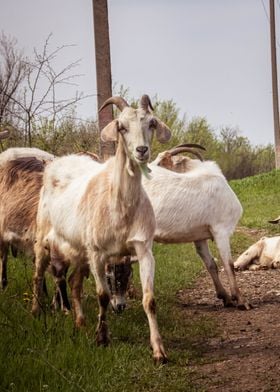 Goats animal photo