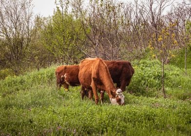 Cows