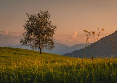 Sunset Tree