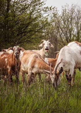 Goats animal photo