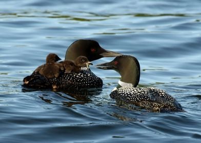 Loon family with newborn