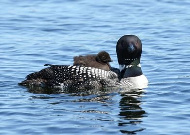 Loon family