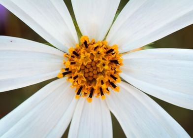 White flower