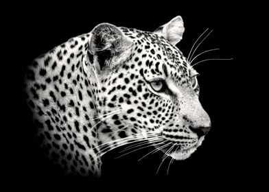 Alert Leopard Close Up