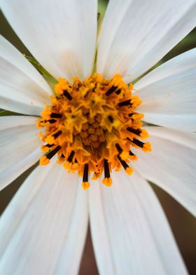 White flower