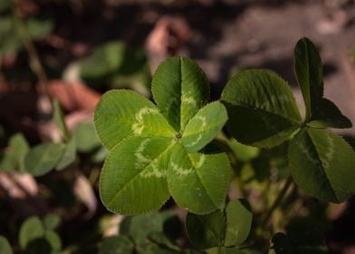 Five leaf clover