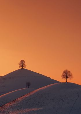 Sunny Hills Winter