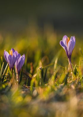 Crocus Flowers