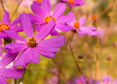 Cosmos pink flower