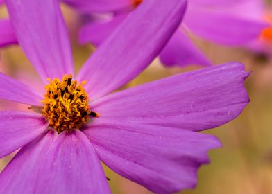 Cosmos pink flower