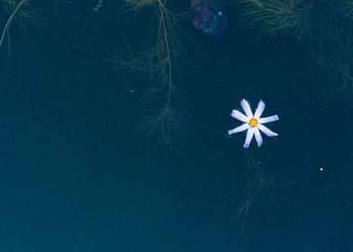 White flower