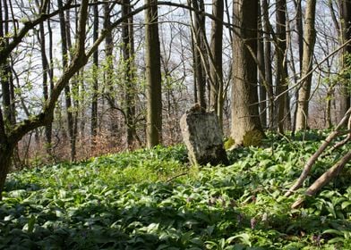 Ramson in a German forest