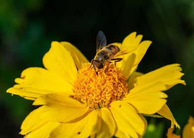 Bee pollen