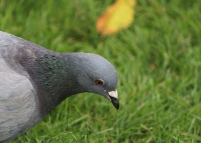 Dove in Amsterdam