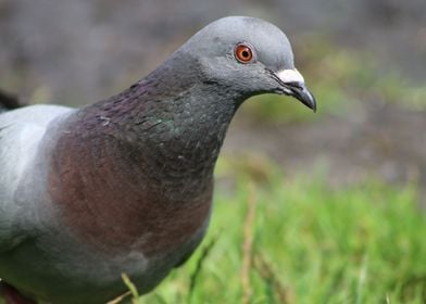 Pigeon in Amsterdam