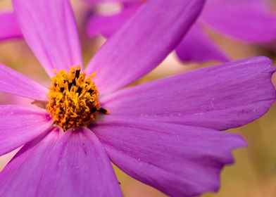 Cosmos pink flower