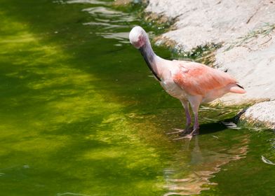 Eudocimus ruber red ibis