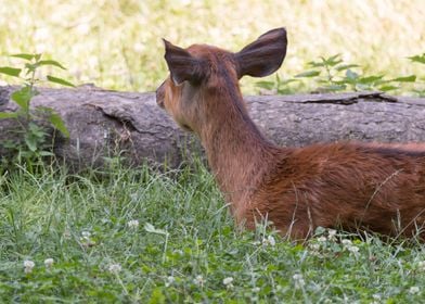 fawn in the mountain