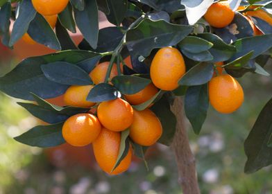 mandarins on tree