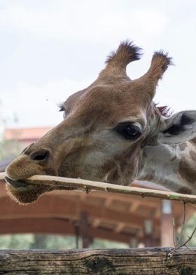 giraffe in the farm