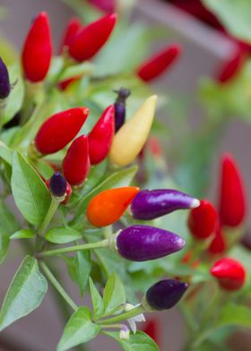 chili on plant