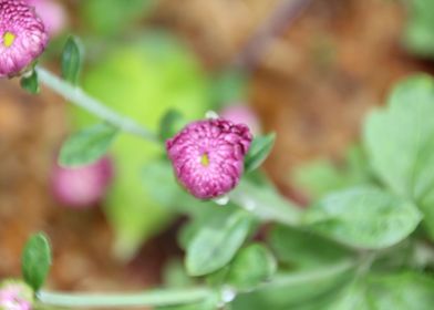 flower in the garden