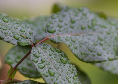 rain on the leaves