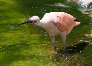 Eudocimus ruber red ibis