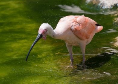 Eudocimus ruber red ibis