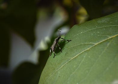 Stink bug