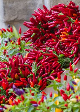 chili on plant