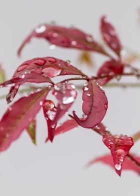 leaves in the garden