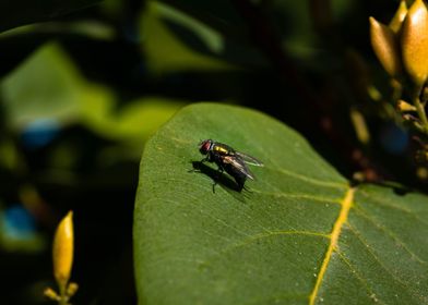 Lucilia sericata commonly