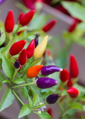 chili on plant