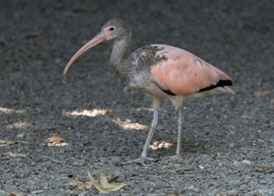 Eudocimus ruber red ibis