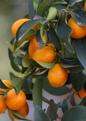 mandarins on tree