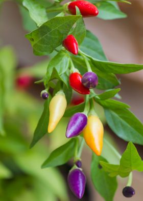 chili on plant