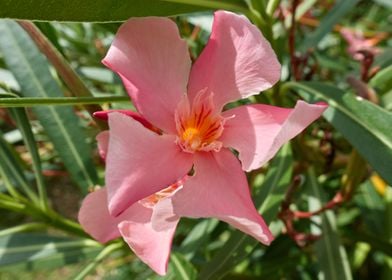 oleander in the garden