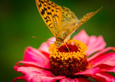 Butterfly on flower