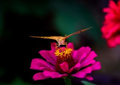 Butterfly on flower