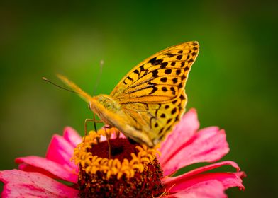 Butterfly on flower